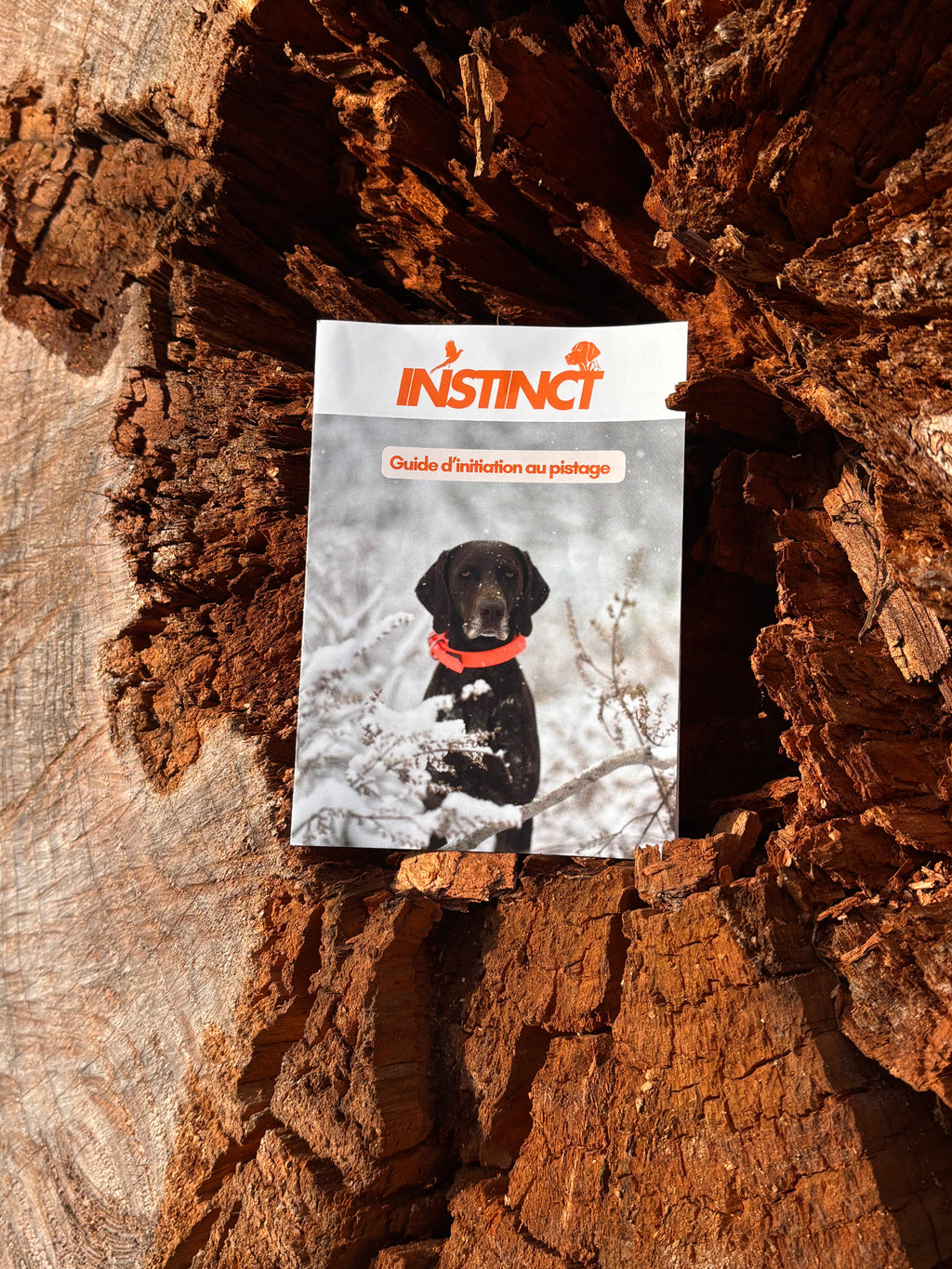 Box initiation pistage